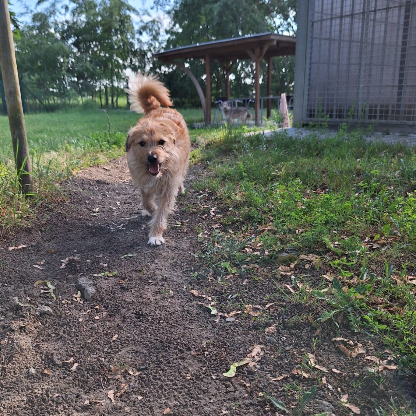 Ein Hund untersucht einen Baumstamm in einem herbstlichen Park.
