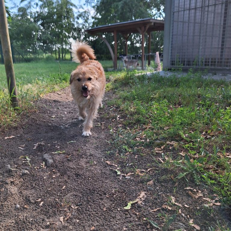 Ein Kleinkind in einem Kleid spielt neben einem Hund auf dem Gras.