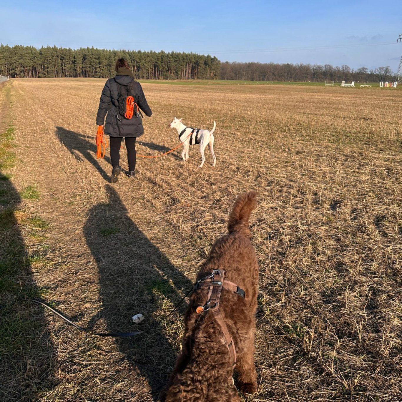 Ein Hund rollt sich im Schnee und genießt die kühle Winterlandschaft.