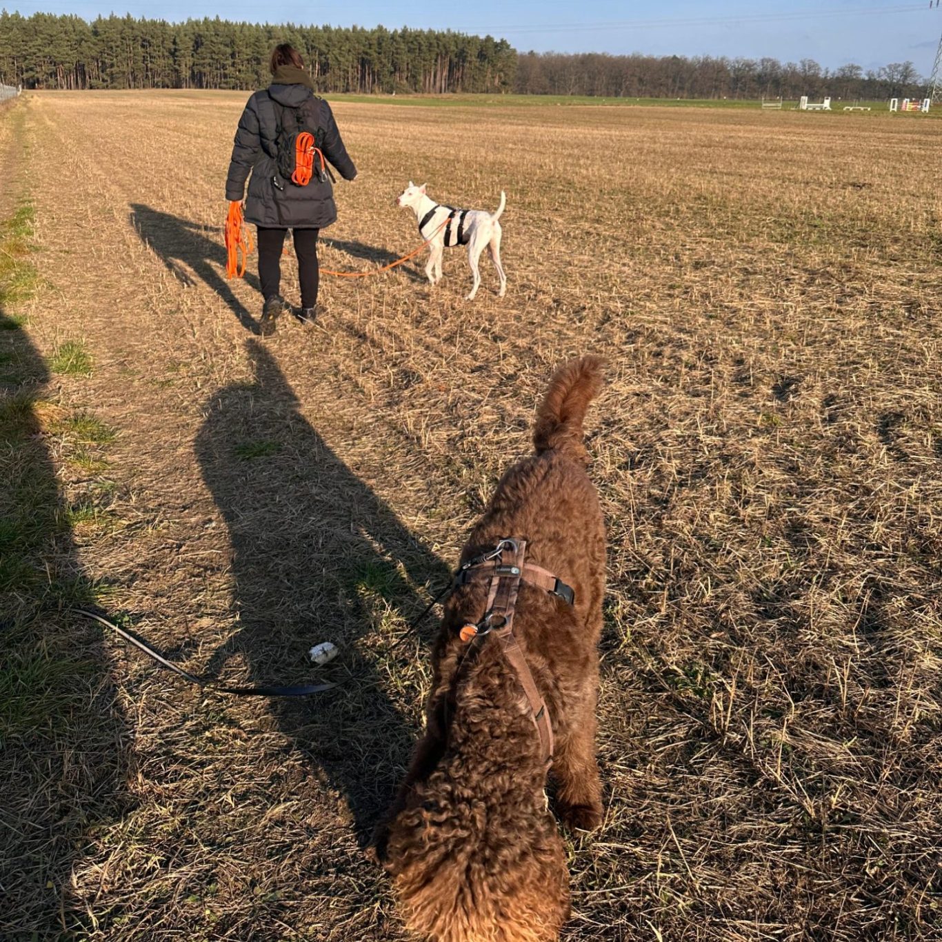Eine Person mit einem Hund auf einem Feld, ein weiterer Hund steht in der Nähe.