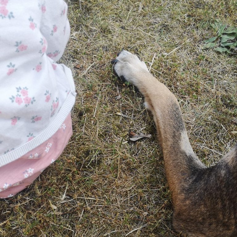 Ein Kleinkind in einem Kleid spielt neben einem Hund auf dem Gras.