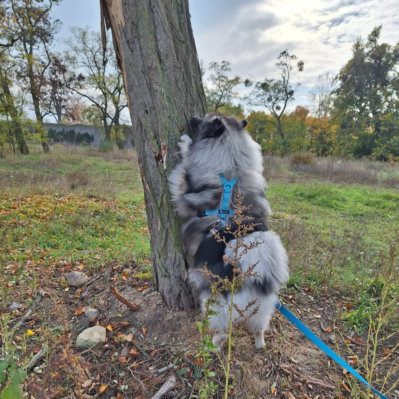 Ein Hund untersucht einen Baumstamm in einem herbstlichen Park.