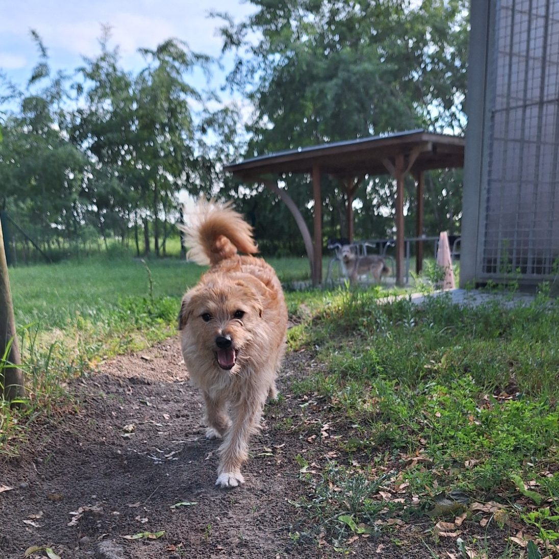 Ein kleiner, brauner Hund läuft fröhlich auf einem Weg in einem grünen Garten.