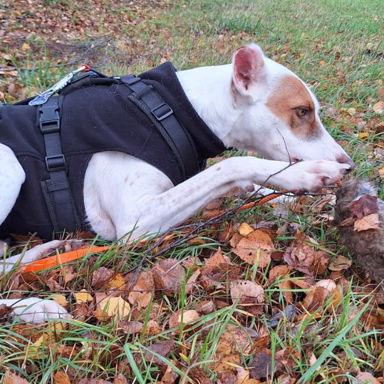Ein Hund liegt im Gras und kaut an einem Felldummy, umgeben von Laub.